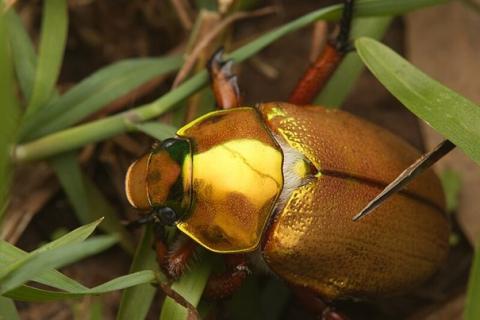 Złoty chrząszcz, widoczny na tle roślinności