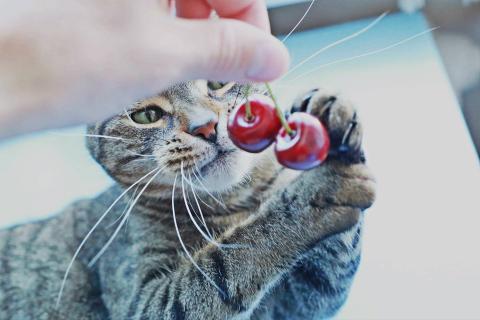 Kot obserwuje wiśnię, z wyrazem ciekawości na twarzy