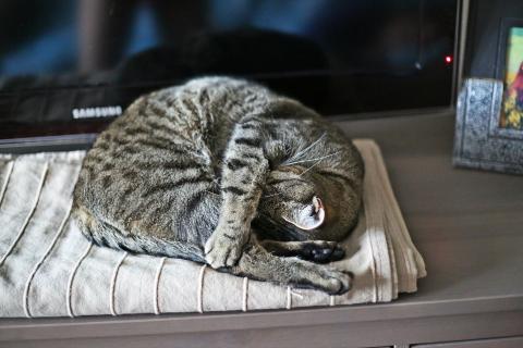 Kot zwinięty w kłębek leży na kocu