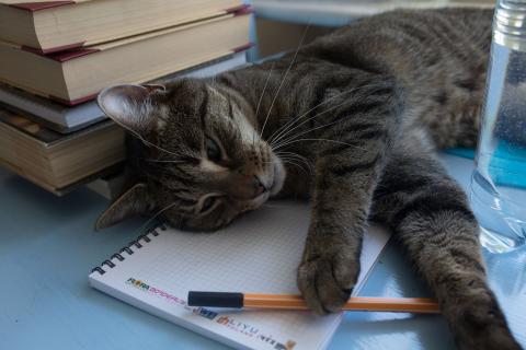 Kot odpoczywa na biurku, otoczony przedmiotami biurowymi