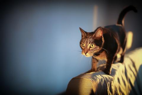 Kot stoi na kanapie, z wyprostowanym ciałem i uważnym spojrzeniem