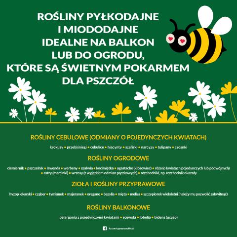Ikonografika: rośliny pyłkodajne i miododajne na balkon i do ogrodu