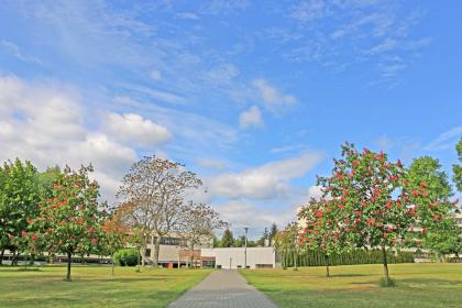 ścieżka prowadząca do stołówki między kwitnącymi kasztanowcami na kampusie głównym Uniwersytetu Przyrodniczego w Poznaniu
