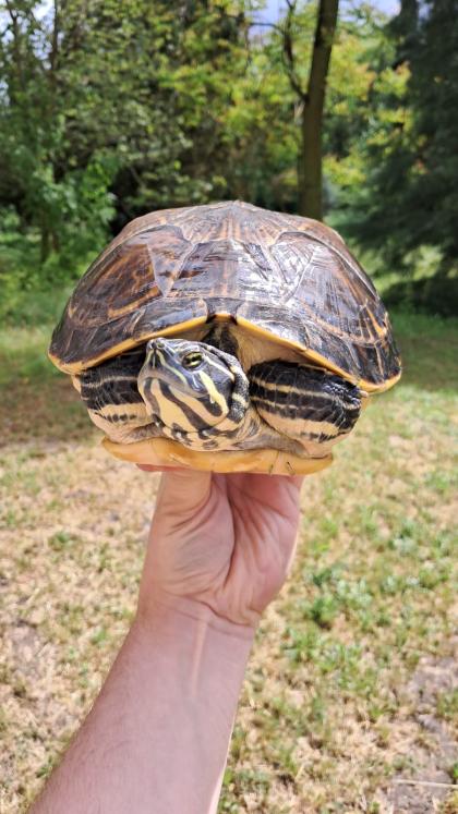 Pseudemys floridiana 