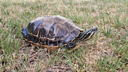 Pseudemys floridiana 