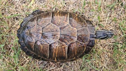 Pseudemys floridiana 