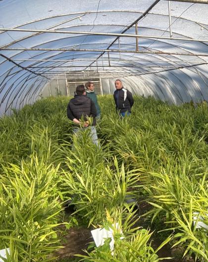 Trzy osoby pośród roślin w szklarni 