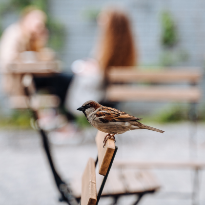 ptak na oparciu od krzesła