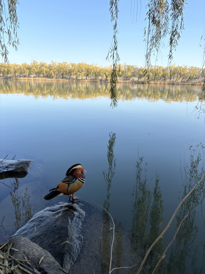 kaczka, w tle jezioro