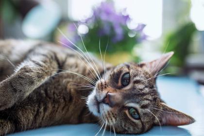 Kot odpoczywa na stole, za nim widać kwiat