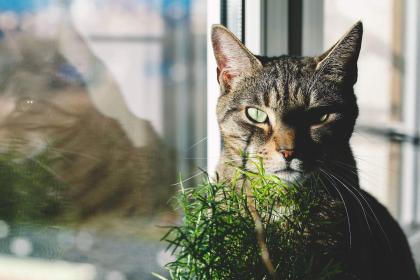 Kot siedzi na parapecie okna obok doniczki z rośliną