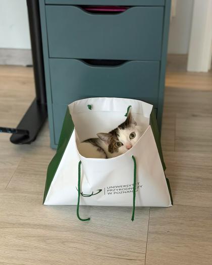 Kot siedzi wewnątrz papierowej torby