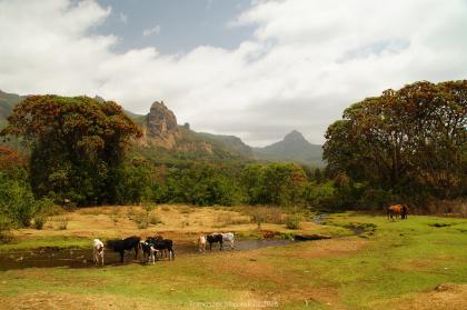 krajobraz leśny, las oraz polana