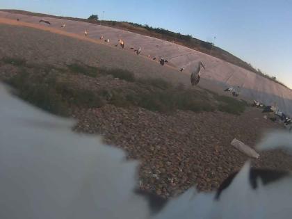 Widok z kamery umieszczonej na innym ptaku