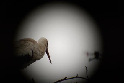 Widok na bociana z kamery na innym ptaku