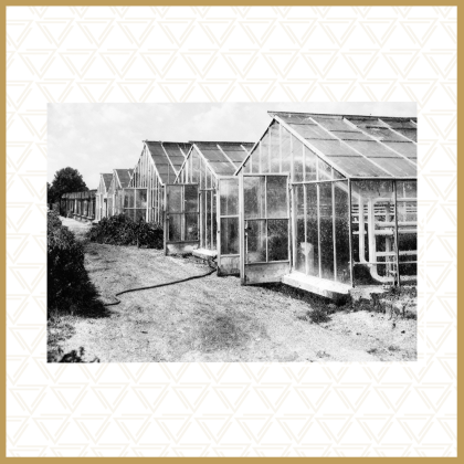 Szklarnie na Ogrodach