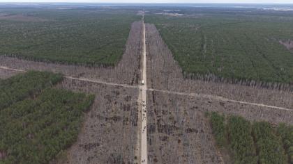 widok lasu z lotu ptaka