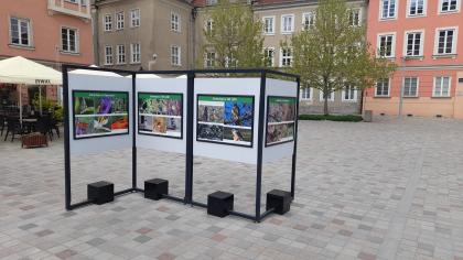 Wystawa jubileuszowa Ogrodów Dendrologicznego i Botanicznego na Placu Kolegiackim
