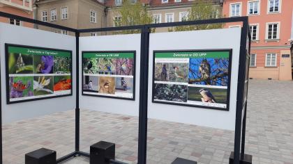 Wystawa jubileuszowa Ogrodów Dendrologicznego i Botanicznego na Placu Kolegiackim