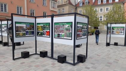 Wystawa jubileuszowa Ogrodów Dendrologicznego i Botanicznego na Placu Kolegiackim