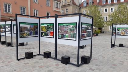 Wystawa jubileuszowa Ogrodów Dendrologicznego i Botanicznego na Placu Kolegiackim