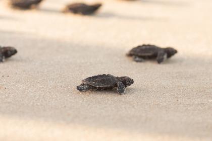 Nowo wyklute żółwie morskie wędrujące po plaży w kierunku morza