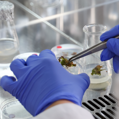 osoba w laboratorium trzyma próbkę z roślinami 